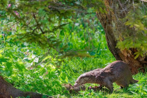 A Eurasian otter (Lutra lutra) searches for food in the green vegetation along the riverbank on a