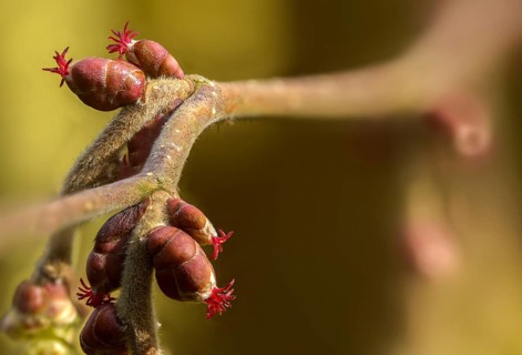 Betulaceae, birch family, corylus avellana, common hazel, hazel, hazel, female inflorescence,