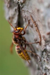 European hornet, hymenoptera, vespa crabro, high size, portrait format, hornet, insects, insects