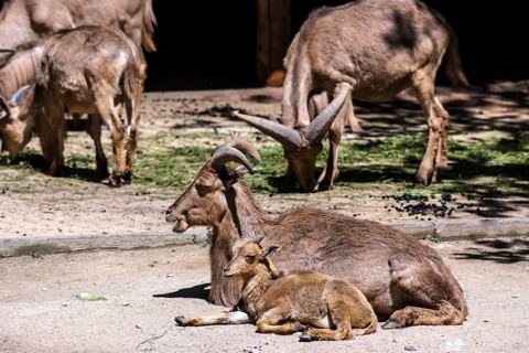 Maned ground deer (Ammotragus lervia) with a young, Nuremberg Zoo, Middle Franconia, Bavaria,