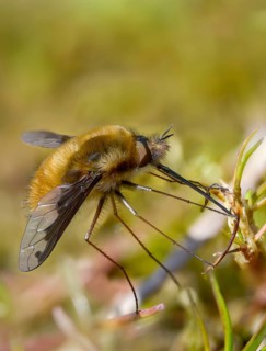 Bombyliidae, Bombylius major, brachycera, flies, large woolswear, woolswear, arge bee-fly, diptera,
