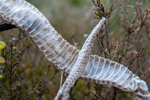 European adder, European viper, venomous snake, vipera berus, critters, poisonous, skin, molting,