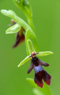 Fly ragwort, ophrys insectifera, orchidaceae, orchids, orchid, flora, fly orchid, high size,