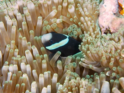 A solitary clownfish, Clark's anemonefish (Amphiprion clarkii), exhibiting melanism, peering out