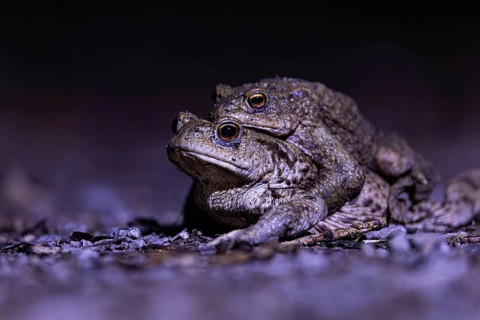 Two toads mating closely on the ground, common toad (Bufo bufo), spawning grounds, close-up, Hesse,