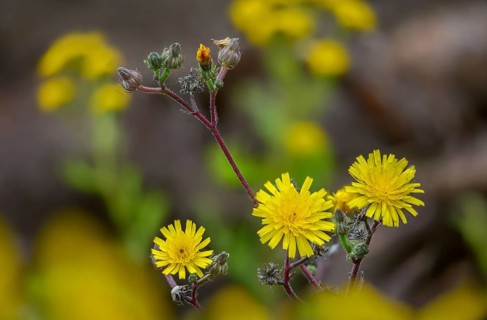 Bitter herb, common bitter herb, hawkweed bitter herb, hawkweed oxtongue, picris hieracioides,