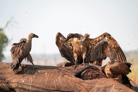 Many white-backed vultures (Gyps africanus), vultures feeding on the carcass of an elephant,