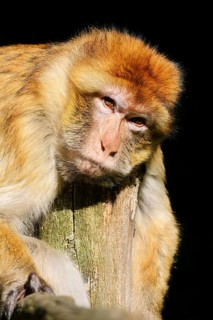 Barbary macaque or magot (Macaca sylvanus), in captivity, found in Morocco, Algeria and Gibraltar