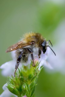 Field bumblebee, apidae, bees, Bombus pascuorum, drone, hymenoptera, common carder bee, bumblebee,