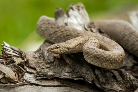 Coronella Austriaca, smooth snake, critters, reptilia, reptilia, reptiles, snakes, snakes