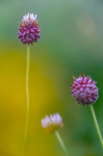 Strawberry clover, raspberry clover, trifolium fragiferum, flora, high size, portrait format,