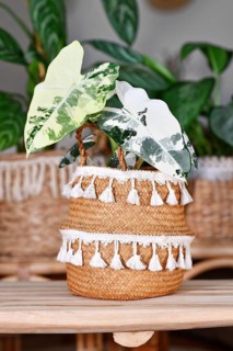 Variegated 'Alocasia Frydek Varigata' houseplant in flower pot in urban jungle living room