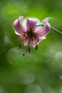 Martagon lily (Lilium martagon), Emsland, Lower Saxony, Germany