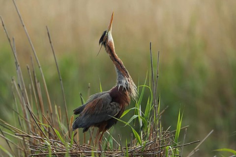 A heron stretches its head upwards, standing on its nest in the reeds, a purple heron (Ardea