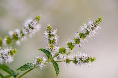 Spearmint, mentha spicata, mentha spicata agg, spearmint, flora, mint, plants