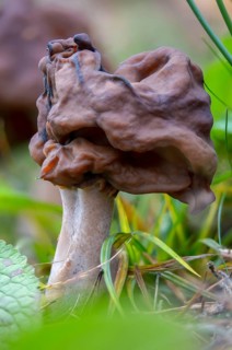 Episcopal cap lornel, gyromitra infula, cap lornel, saddle-shaped false morel, elf saddle, fungi,