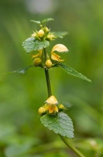 Real golden nettle, galeobdolone luteum, galeobdolone luteum agg., golden deaf nettle, golden