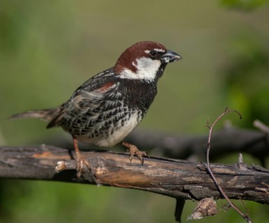 Passer hispaniolensis, Spanish sparrow, willow sparrow, birds, Bulgaria, male, passeri, songbirds,