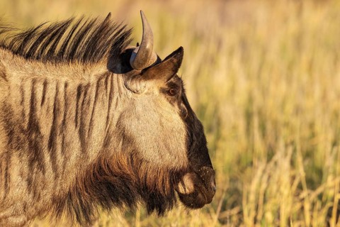 Blue Wildebeest (Connochaetes taurinus). Kalahari Desert, Kgalagadi Transfrontier Park, South