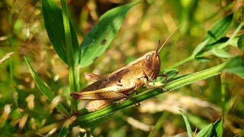A close-up of a grasshopper (Acrididae) sitting on a green leaf in the wild in daylight, Rennsteig,