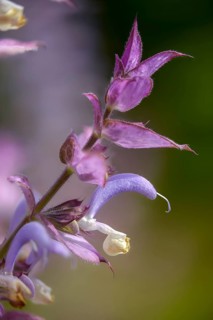 Nutmeg sage, clary sage, roman sage, salvia sclarea, scarlet herb, scarlet, charlei, clary sage,