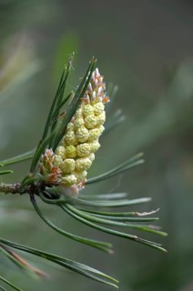 Baltic pine, forche, common pine, pine family, pinaceae, pinus sylvestris, red pine, scotch pine,