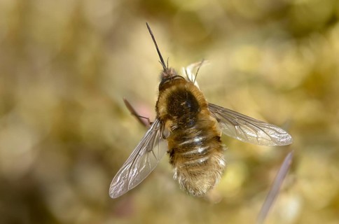 Bombyliidae, Bombylius venosus, common weaver, black-bristled woolswear, diptera, insects,