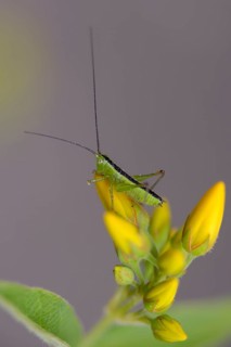 Acrididae, Caelifera, Conocephalus discolor, Conocephalus fuscus, field locusts, gomphocerinae,