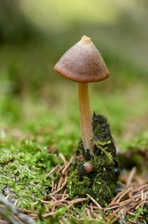 Entoloma Hirtipes, frail bell bell, mushrooms, fungus, high size, vertical format, mushrooms