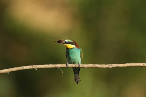 A bird is perched on a branch with a bee in its beak: a bee-eater (Merops apiaster), Palatinate,