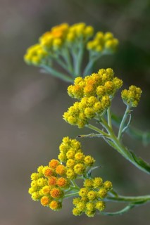 Asteraceae, helichrysum arenarium, daisy, sandstraw flower, dwarf everlast, flora, high size,