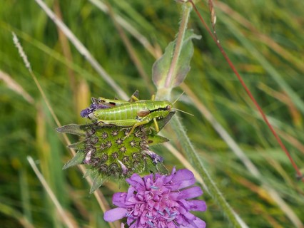 A green grasshopper, Podisma pedestris, perched on a purple flower in a green meadow, Goms, Canton