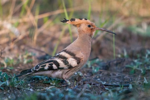 Brandenburg, Germany, Hoopoe, Nabu, national natural heritage, Grünhaus natural paradise, upupa