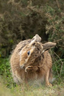 European brown hare (Lepus europaeus) adult animal washing its foot in grassland, England, United