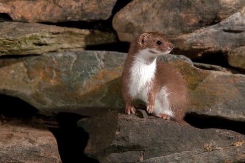Carnivora, least weasel, mouse weasel, mustela nivalis, predators, dry-stone wall, mammals,