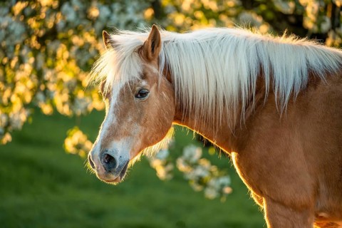Horse, Haflinger, portrait, gelding, in spring, evening sun, blossoming trees in the background
