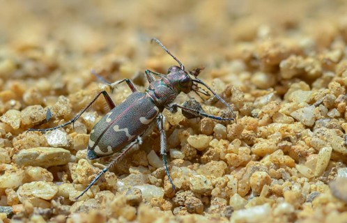 Cicindela hybrida, dune sandground beetle, copper-brown sandground beetle, sandground beetle,