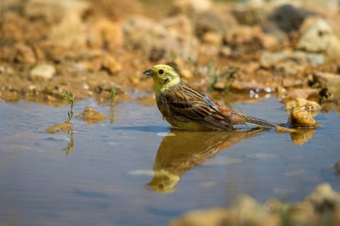 Emberiza Citrinella, Yellowhammer, Yellowhammer, Bath, Bird Bath, Birds, Male, Mirror, Male,
