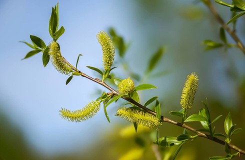 Common white willow, common silver willow, head willow, salix alba, silver willow, white willow,