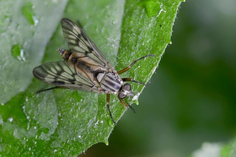 Downlooker Snipefly, Common Snipe Fly, Rhagio Scolopaceus, Snipe Fly, Insects