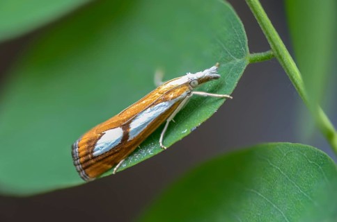 Catoptria pinella, moss moth, pearl grass veneer, dry forest moth, moth, insects, moths,