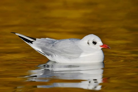Black-headed gull (Chroicocephalus ridibundus, Larus ridibundus) in winter plumage swimming on a