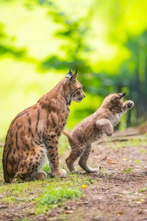 Eurasian lynx (Lynx lynx) mother with her youngster (cub) in a forest, Bavaria, Germany