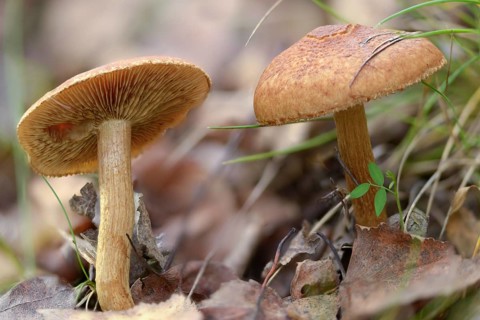 Gymnopilus sapineus, velvety-scaly pine flambling, boring gymnopilus, common gymnopilus, fungi,