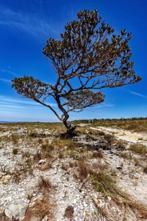 Isolated tree on dry plain, under bright sky with cloud formations, the thornshrub savanna in the