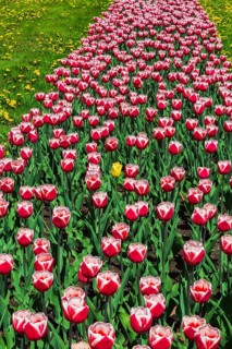 Yellow Tulipa - Tulip flower in bed of red and white 'Canadiana' - Triumph Tulips and yellow