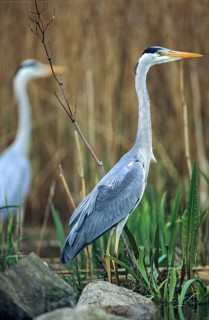 Ardea cinerea, heron, gray heron, adult, birds, ciconiiformes, adult, sexually mature, high size,