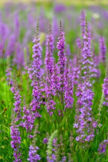 Bloodwillow, Lythraceae, Lythrum salicaria, willow plants, flora, high size, portrait, plants,
