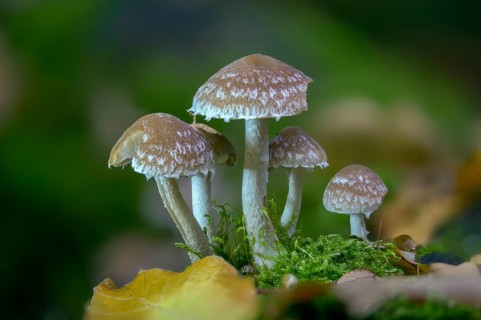 Cluster crumblecap, psathyrella hydrophila, psathyrella piluliformis, white-stemmed stick sponge,