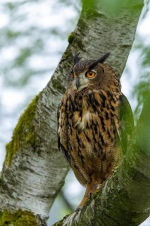 An eagle owl perches quietly on a tree, set against a peaceful woodland scene, an eagle owl (Bubo